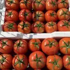 خضار القصيم مشترى جملة فقط