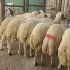 خرفان