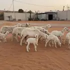 حريات متابيع