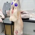 لحوم طازجة بانتظارك في ملحمة الصالحة لأجود أنواع اللحوم