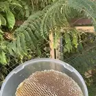 عسل طبيعي من جنوب المملكه