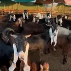 معزاء