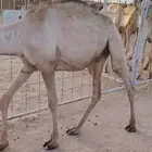 قعدان نخب أول للتجار والملاحم   الكمية ماشاء الله