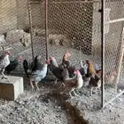 دجاج