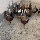 فروخ للبيع الموقع بيشة دجاج