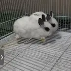 جوز ارانب قزميه نذر لاند بهتوت العمر حوالي الثلاث شهور