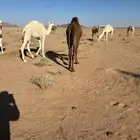 قعود للبيع عمره 10شهور