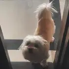 كلبة مالتيز