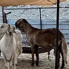 غنم درمانيات اصائل