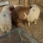 طليان نعيم