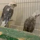 زوج كروان منتج