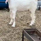 تيس مشروع فحل ولا ذبح