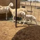 ضان حري