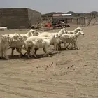 غنم صنف فواخر
