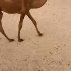 قعود اشعل كفو