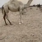 مفروده رمانيه