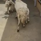 حريات متابيع