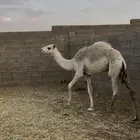 حاشي