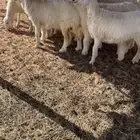 للبيع رخال حريات