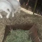 بهم تربيه للبيع