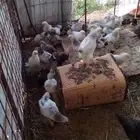 دجاج براهما العمر ثلاث شهور