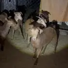 ست عنقان حص مشروطه