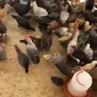 صوص بلدي عمره شهرين وشهر تقريبا
