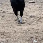 ديك اندنوسي دم صافي