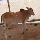 حسيله. للبيع بعم 11. شهر فل شحم بلدي