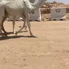 قعود على الحاكم