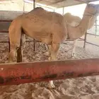 بكار للبيع