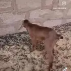 داغورتيس جنوبي طيب