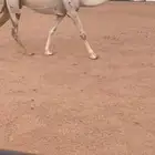 للبيع لقحه بكره كفوو