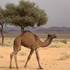 قعود عوني
