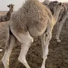 قعود حوار 7 شهور سمين