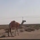 للبيع قعود كفو القصيم