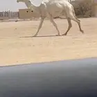 ثنيه ملاقي باقي لها شهرين وتلد