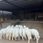 غنم كفوو هاذي الصغار الكبار شوي ماهي عندي شي كفوو وجبر