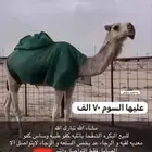 الابل