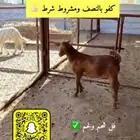 تيوس بالنصف ولا كامل مع الذبح والتوصيل