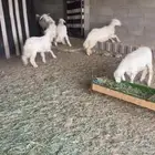 بهم ضان للبيع