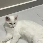 قط شيرازي للبيع