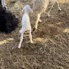دواغير العدد 2