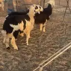 رخال جذعات العمر 8شهور