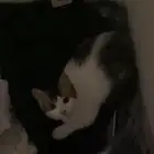 قط انثى لتبني