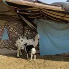 مهجنة جذعه تحتها خاروف