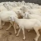 غنم