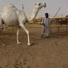 وضحاء كفو