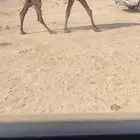 للبيع الصفرا الضروبه الكفو