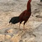 للبيع ديك باكستاني الموقع الجايزه